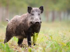 Дикие свиньи активно проникают в районы Техаса